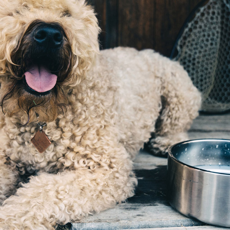 Yeti Boomer 8 Dog Bowl